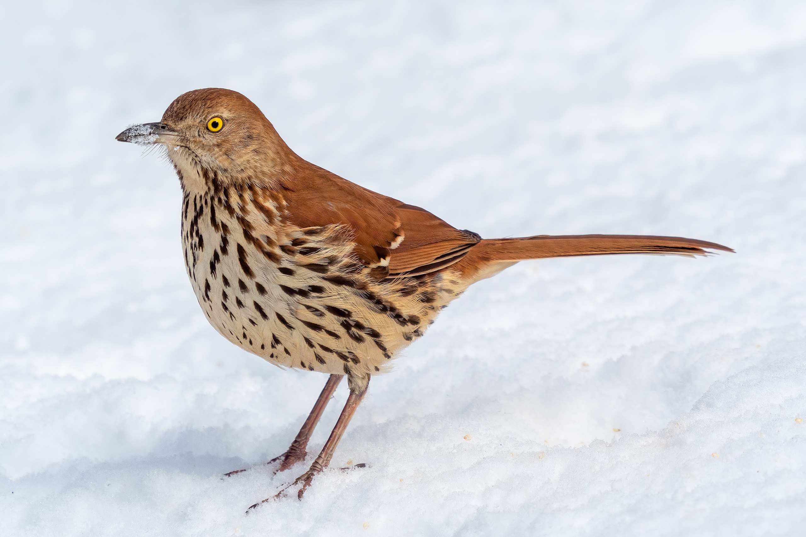 A photo of a brown thrasher bird standing in the snow